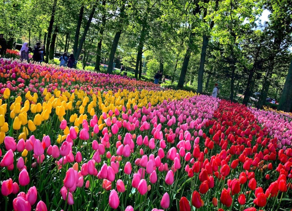 Tulips, windmills, coffee shops, cheese, canals...find it all in the Netherlands! Learn more at dtvdanieltelevision.com
