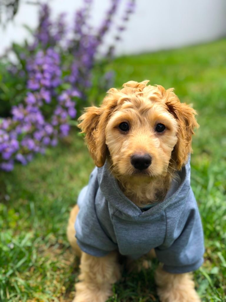 Your dog has to look cool for all the other dogs, right? Add a hoodie to your list of puppy essentials!