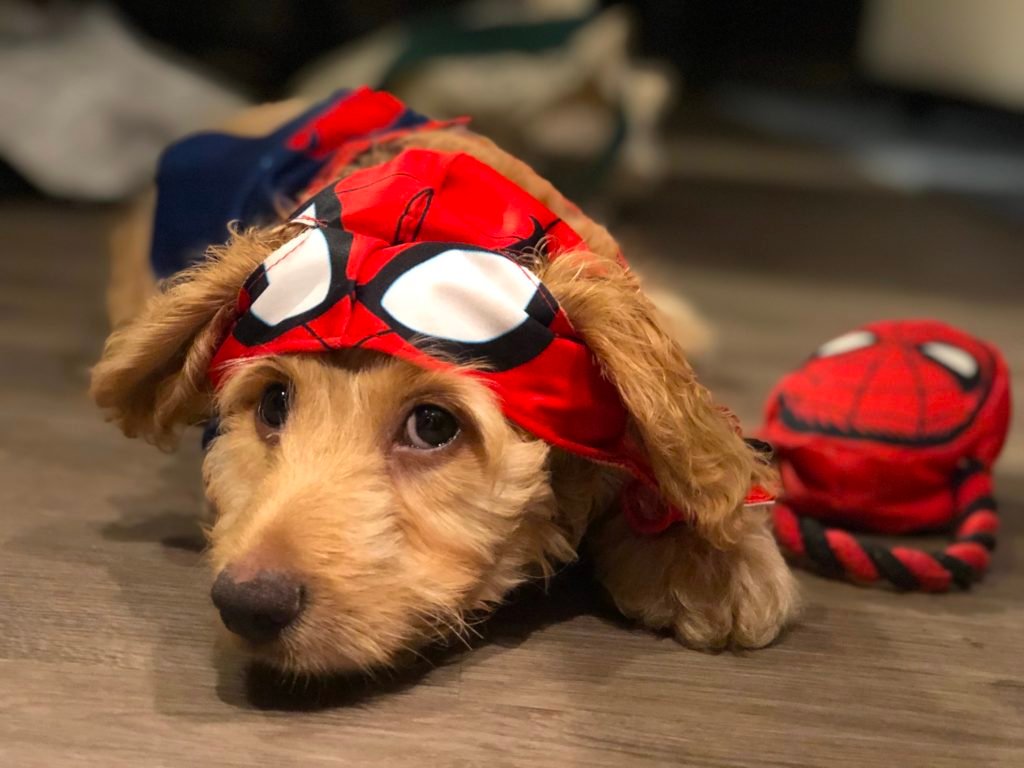 Why yes, they DO make Spiderman costumes for dogs!