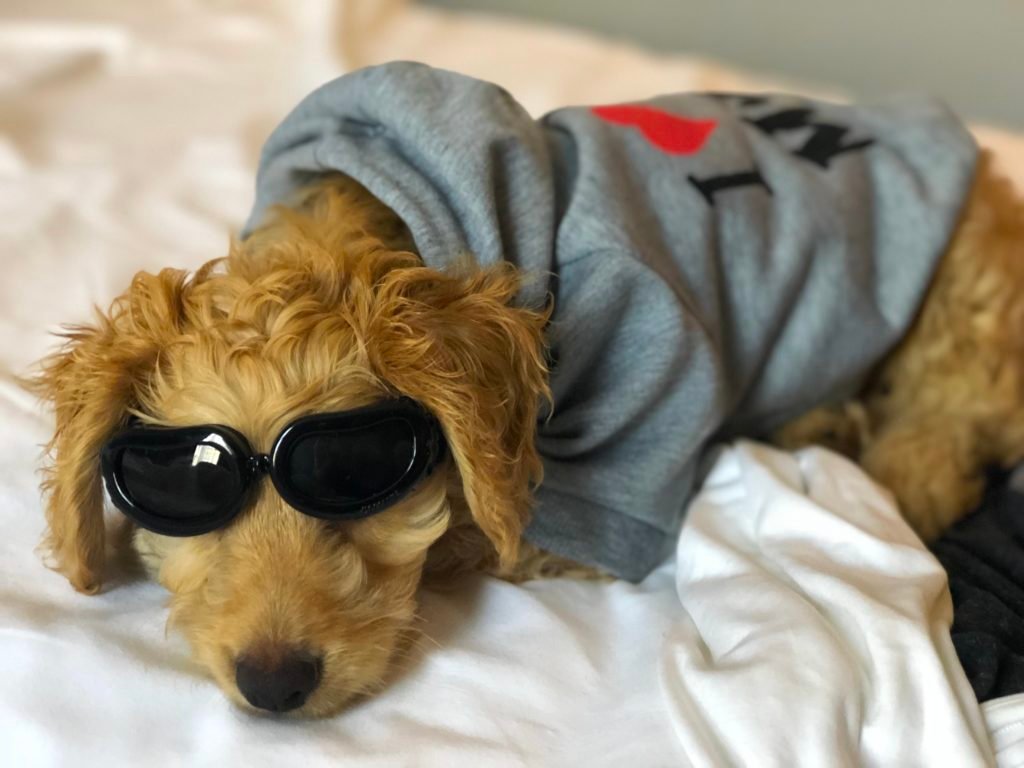 Baxter is ready for an adventure! Follow him on Instagram @lil_baxter_boy