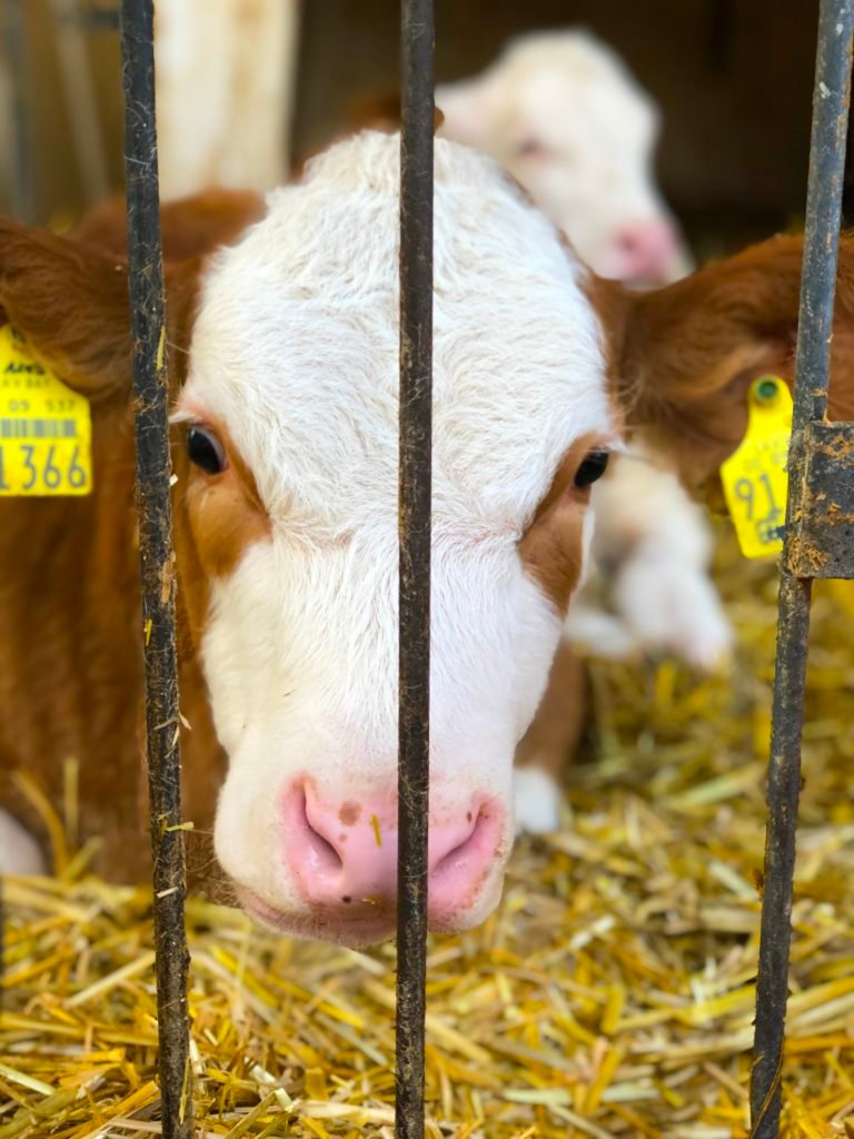 Brown and white cow at the Kuhstallcafe in Hohenfels Germany