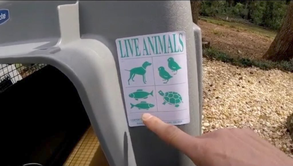 live animals sticker for your pcs to germany with a pet